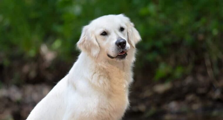 English Cream Golden Retriever: for Loving Homes