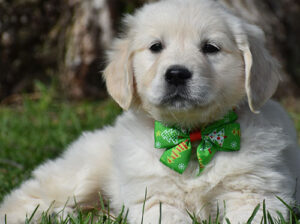English Cream Golden Retriever: for Loving Homes