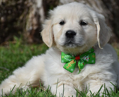 English Cream Golden Retriever: for Loving Homes