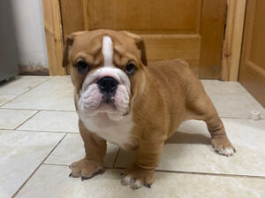 English bulldog pups – Ready to go now!