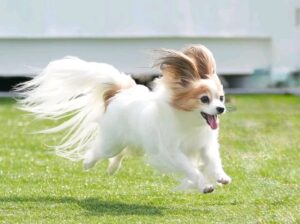 Puppies for adoption