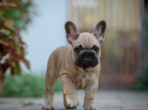 ✨ Milo | French Bulldog Puppy For Sale ✨