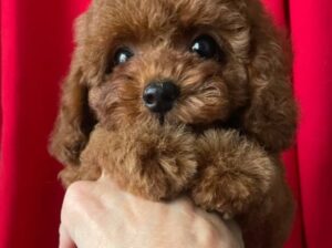 Healthy Male Toy Poodle Puppy
