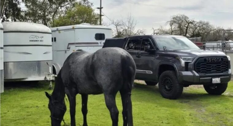 Adorable horses for adoption