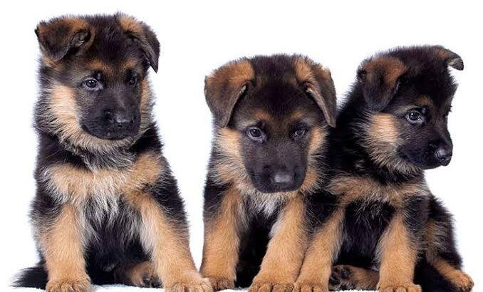 for sell and delivery