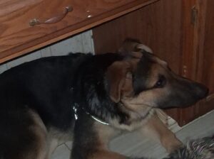 healthy 5 month old purebred German shepherds