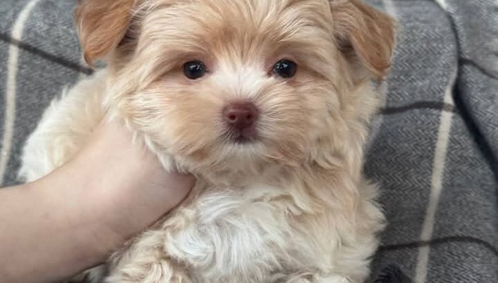 Cute toy poodle available