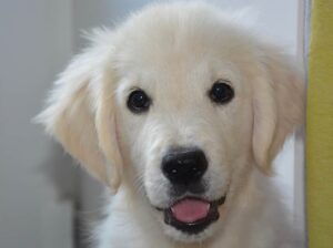 English Golden Retriever Puppies: Well-Socialized