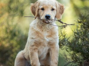 Golden Retriever Puppies Near Nashville