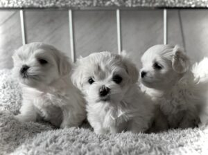 KC Registered Maltese puppies