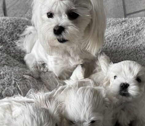 KC Registered Maltese puppies