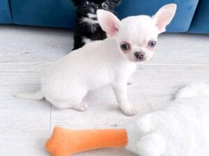 Chihuahua puppies for sale