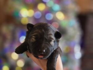 Border collie/Keeshond