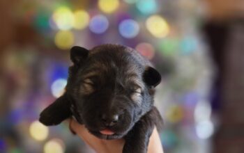 Border collie/Keeshond