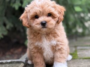 wise is up for adoption