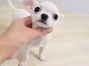 Chihuahua puppies for sale