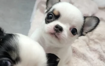 Chihuahua puppy