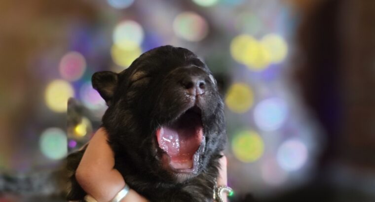 Border collie/Keeshond