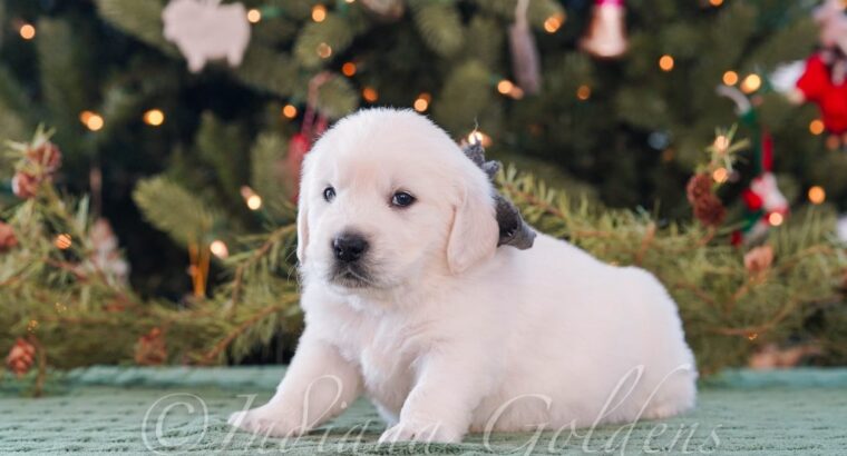 Golden Retriever Breeders Indiana: Indiana Goldens