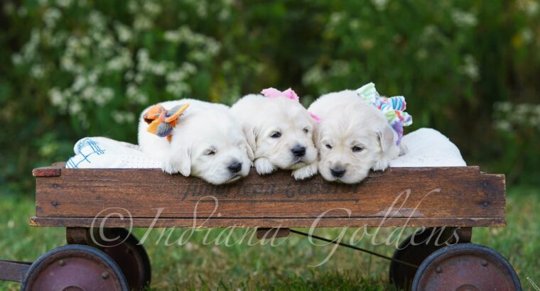 Golden Retriever Breeders Indiana: Indiana Goldens