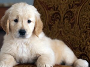 Golden Retriever Puppies Near Nashville: Your Trus