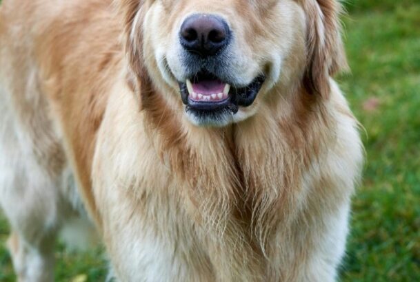 Golden Retriever Puppies : Healthy and Happy