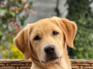 English Cream Golden Retrievers Puppies