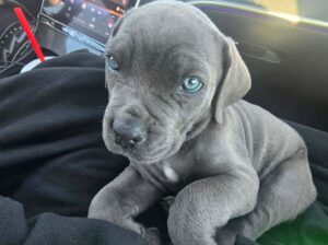 Cute cane corso puppies for sale