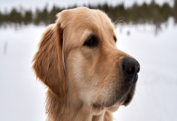 English Cream Golden Retrievers Indiana