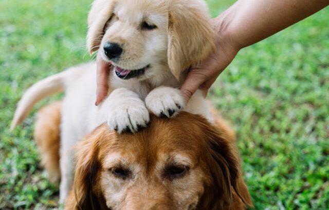 English Cream Golden Retrievers Puppies