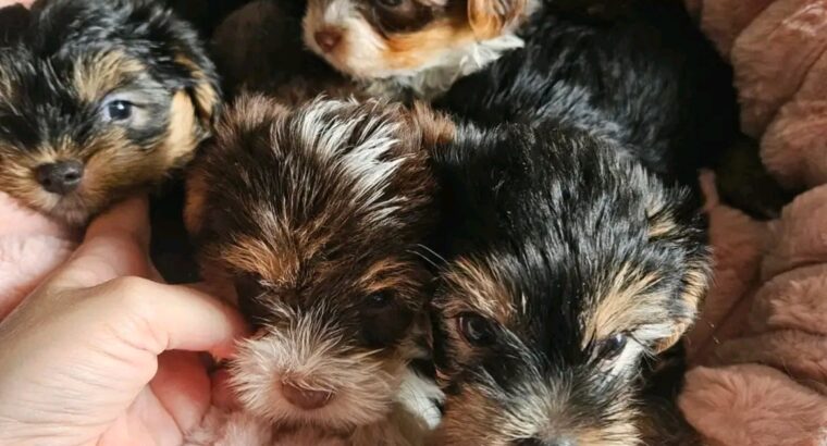yorkie puppies for adoption