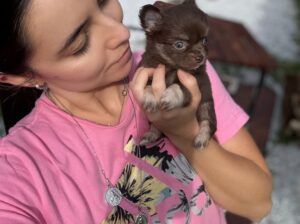 chihuahua puppies for adoption