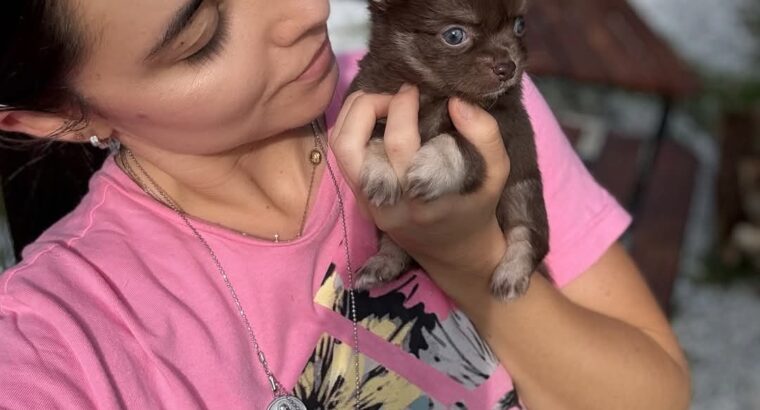 chihuahua puppies for adoption