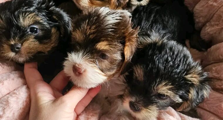 yorkie puppies for adoption