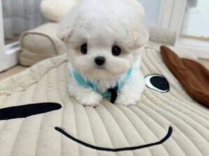 Teacup Puppy