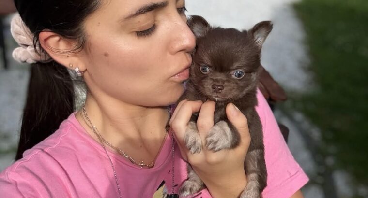 chihuahua puppies for adoption