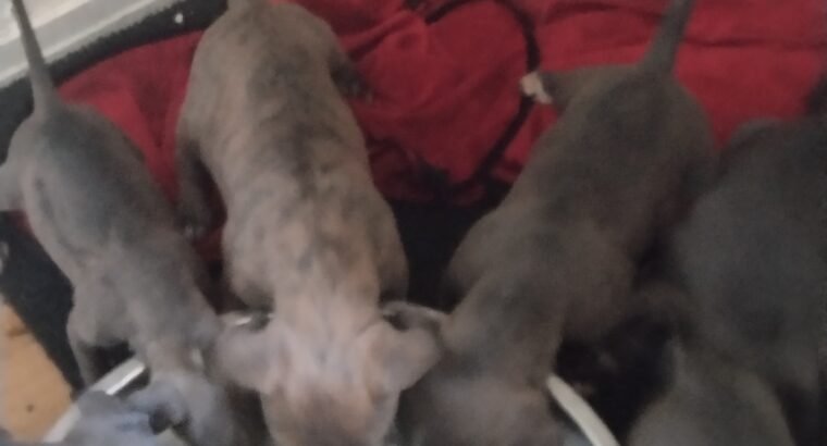Blue and Brindle Pitbull Puppies