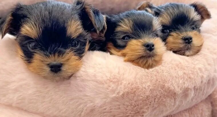 yorkie puppies for adoption