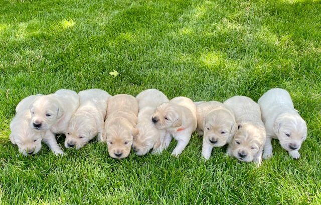 White golden retriever puppies Indiana