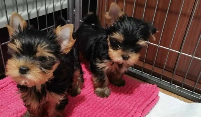 AKC Beautiful Teacup Yorkie puppies