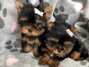 AKC Beautiful Teacup Yorkie puppies