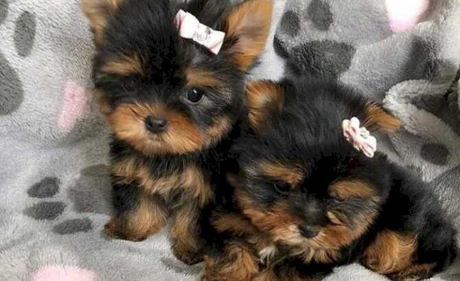 AKC Beautiful Teacup Yorkie puppies