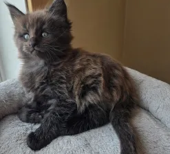 Maine Coon Breeders: Quality Kittens at Mega Coons