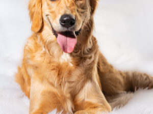 English cream golden retriever puppies