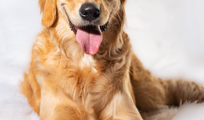English cream golden retriever puppies