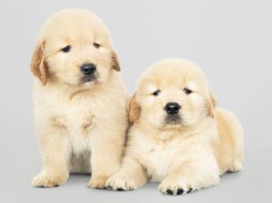 English cream golden retriever puppies for sale