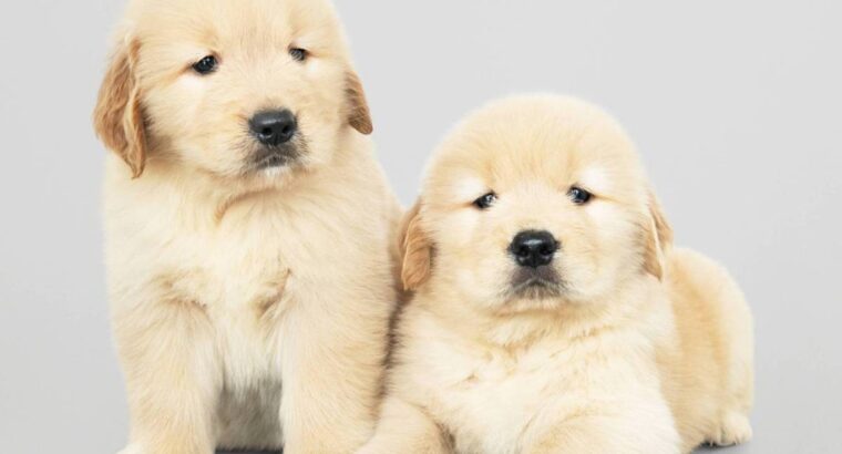 English cream golden retriever puppies for sale