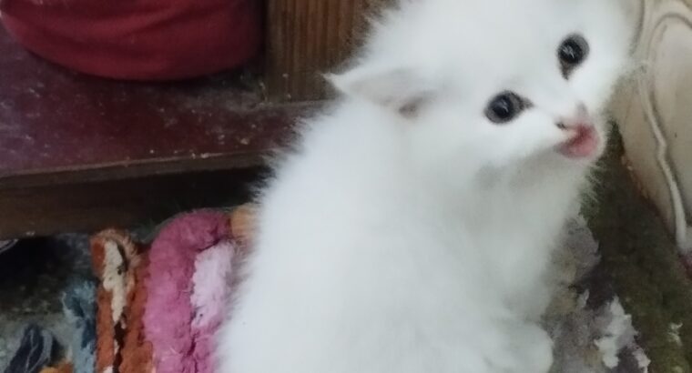 Persian Kitten For Sell | 2.5 Months Old | On INR-5999/-
