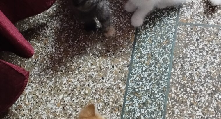 Persian Kitten For Sell | 2.5 Months Old | On INR-5999/-