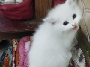 Persian Kitten For Sell | INR-5999/- Only